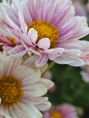 pink chrysanthemums, flowers close-up