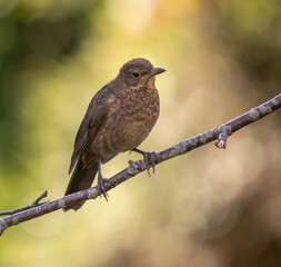 female blackbird