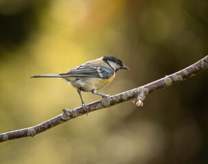 great tit parus major
