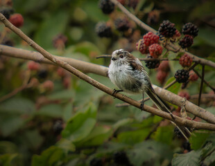 Long Tailed Tit
