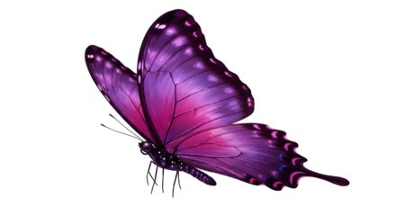 Purple butterfly on white background — vivid wings close-up stock photo