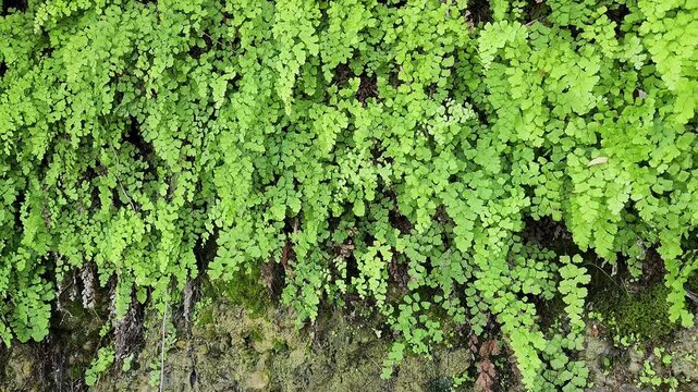 On a rock by rivernbank, Maidenhair ferns (Adiantum capillus-veneris) for a green nature background