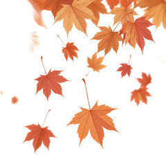 floating maple leaves in rich autumn orange and rust tones
