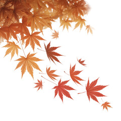 softly falling maple leaves in vibrant autumn colors