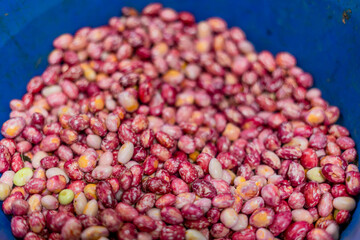 Red bean grains for sale market
