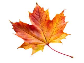 Obraz premium A single vibrant autumn maple leaf with red, orange, and yellow hues, isolated on transparent background