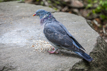 A Eurasian Collared-Dove strolls along a sunlit wall, its soft gray plumage and distinctive black crescent collar contrasting with the rustic texture. A serene and elegant sight.