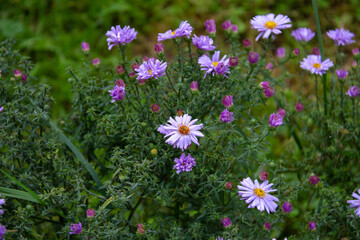Blue flowers bloomed in autumn. Horizontal shot.