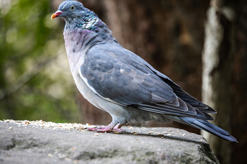 A Eurasian Collared-Dove strolls along a sunlit wall, its soft gray plumage and distinctive black crescent collar contrasting with the rustic texture. A serene and elegant sight.