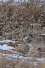 Coyote
