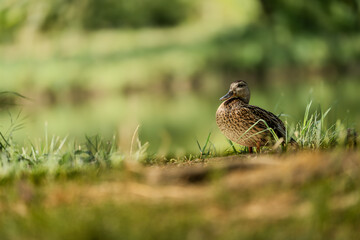 Brown waterfowl resting near a calm brook, soft focus