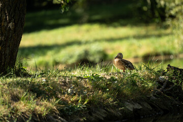 Duck resting on green grass near riverbank in natural sunlight
