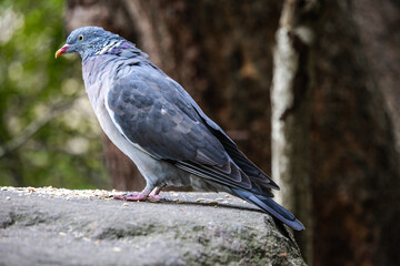 A Eurasian Collared-Dove strolls along a sunlit wall, its soft gray plumage and distinctive black crescent collar contrasting with the rustic texture. A serene and elegant sight.