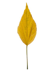 Single vibrant autumn leaf displayed on a white background, symbolizing seasonal change and natural beauty