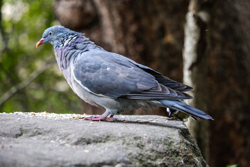 A Eurasian Collared-Dove strolls along a sunlit wall, its soft gray plumage and distinctive black crescent collar contrasting with the rustic texture. A serene and elegant sight.