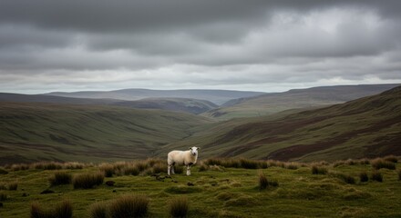Lone Sheep Standing on a Hilltop Beneath Cloudy Sky