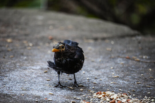 Eurasian blackbird aka The common blackbird or Turdus merula close-up portrait. Singing with open beak. Funny animal photo. Copy space.