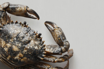 Close up of crab claws on white background