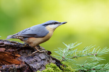 Naklejka premium bird in nature