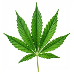 Cannabis Leaf - A Symbol of Nature, Medicine, and Controversy.
