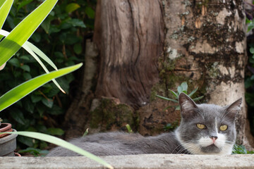 cat in garden