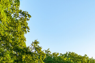 Bright Summer Sky Background Framed by Lush Green Tree Canopy Leaves
