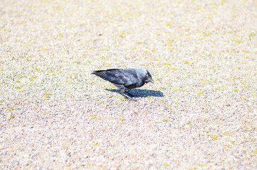 Full-Length Profile of Western Jackdaw Walking Across Bright Sunlit Gravel Path