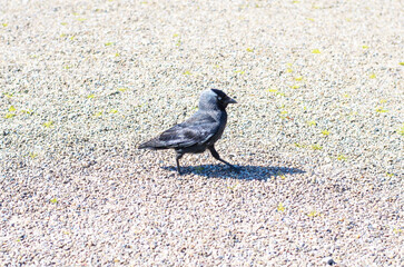 Single Wild Jackdaw Walking Confidently on Bright Gravel Ground in Sunlight