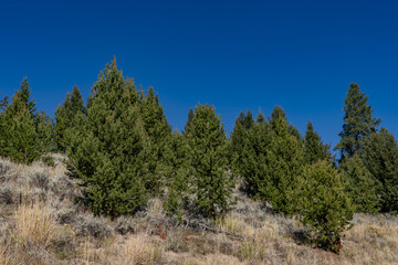 Pinus contorta, lodgepole pine, shore pine, twisted pine, contorta pine.  Yellowstone River Overlook, Devils Den, Yellowstone National Park 