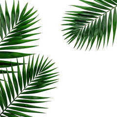 Obraz premium Tropical palm fronds against a black background. Lush green palm leaves with sharp, pointed fronds arranged in a loose, overlapping pattern. The leaves are detailed with visible veins and textures
