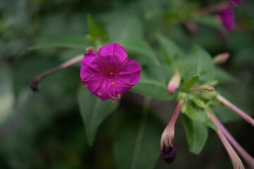 Fototapeta premium Mirabilis jalapa, commonly known as the Marvel of Peru or the Four O'clock Flower, is admired for its vibrant, fragrant blooms that open in the late 