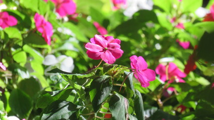Explosión de color en un jardín de verano. Las flores fucsia vibrante y las hojas verdes brillantes capturan la alegría y la vitalidad de la naturaleza con luz intensa.