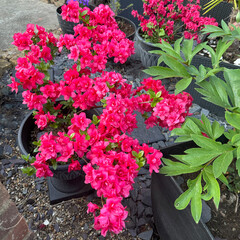 Vibrant pink Japanese azalea flowers in a black pot, blooming profusely in a garden or patio setting.