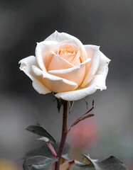 Elegant Peach Rose in Full Bloom Against a Gray Background.