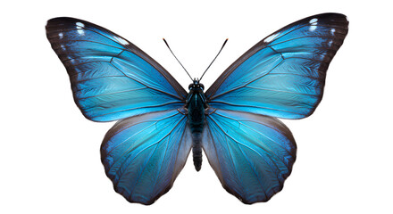 Bright blue butterfly on white background — vivid wing detail, nature, close-up stock photo