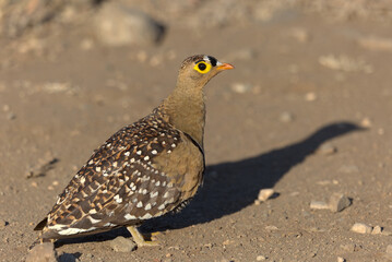 Male Double-banded Sandgrouse (Pterocles bicinctus). Taken in Kruger National Park, South Africa.