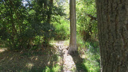 Obraz premium Descripción:Rayos de sol se cuelan por el denso follaje en el borde de un bosque. Un sendero sombreado y la luz moteada invitan a la exploración y la paz natural.