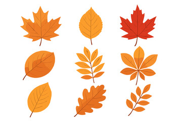 Set of colorful autumn leaves vector illustration. Fall foliage collection with maple, oak, and chestnut leaves. Isolated on white for seasonal design. Natural elements.