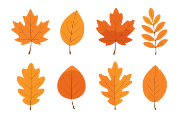 Vector set of colorful autumn leaves. Collection of orange and yellow fall foliage illustrations. Maple, oak, and other tree leaves. Seasonal nature design elements isolated.