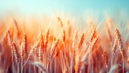 Einkorn wheat field