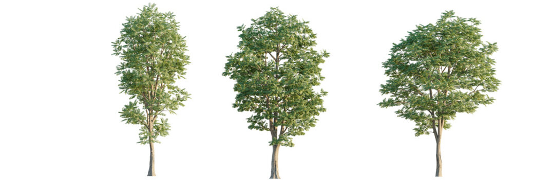 Gymnocladus dioicus  tree cutout, front view, transparent background, isolate, Three beautifully detailed trees isolated for easy integration into designs