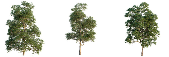 Ulmus lamellosa  tree cutout, front view, transparent background, isolate, Three lush green trees...