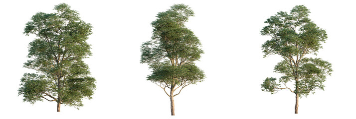 Ulmus lamellosa  tree cutout, front view, transparent background, isolate, Realistic trees for architectural visualization and design projects