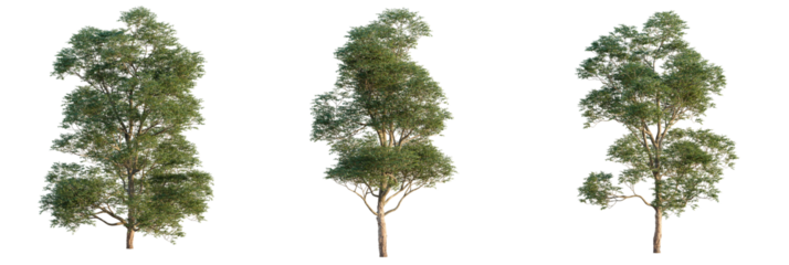 Ulmus lamellosa  tree cutout, front view, transparent background, isolate, Realistic trees for architectural visualization and design projects