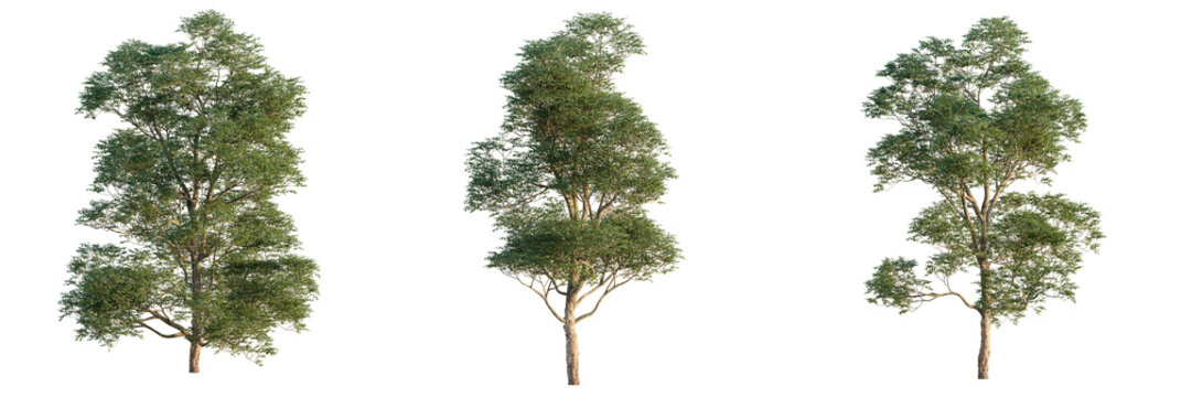 Ulmus lamellosa  tree cutout, front view, transparent background, isolate, Realistic trees for architectural visualization and design projects