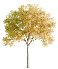 Fototapeta premium Robinia tree cutout, front view, transparent background, isolate, Golden autumn tree with vibrant yellow leaves, perfect for nature scenes