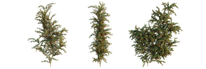 Pyracantha coccinea  tree cutout, front view, transparent background, isolate, Vibrant fruit-laden...