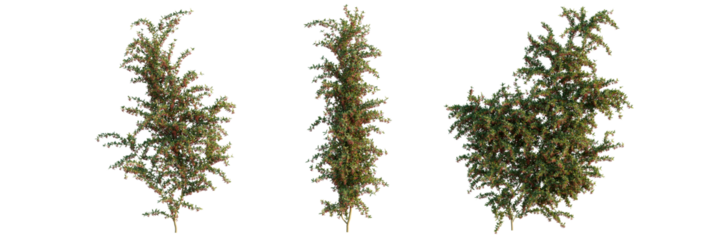 Pyracantha coccinea  tree cutout, front view, transparent background, isolate, Vibrant fruit-laden tree ready for natural scene integration