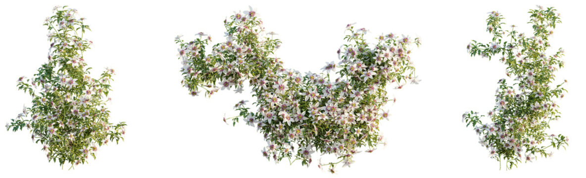 Clematis florida  tree cutout, front view, transparent background, isolate, Lush climbing plant with delicate white star flowers and green foliage