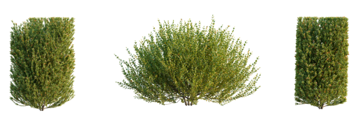 Buxus sinica  tree cutout, front view, transparent background, isolate, Lush green ornamental bushes perfect for garden design projects